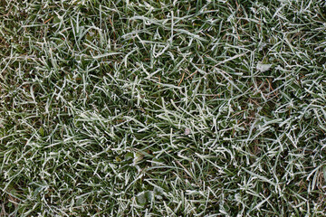 Green lawn after a morning frost. Natural background of grass covered with frost.