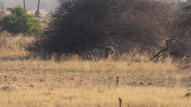 Mature male African Lion (Panthera leo) on the move in Hwange National Park, Zimbabwe. Wide shot of savanna habitat mid-afternoon. Slow motion, 25 percent natural speed.