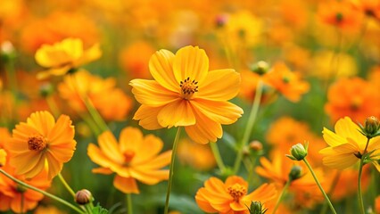 Image of yellow flowers in a garden with Cosmos sulphureus and orange cosmos