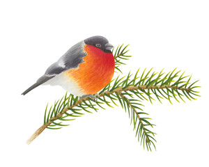 Bullfinch bird sitting on branch of spruce, pine or fir. Forest songbird with red, gray and black feathers on isolated background. Watercolor hand drawn illustration. Clip art for design, cards