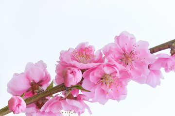 白背景のたくさんの満開の桃の花（ハナモモ）のクローズアップ