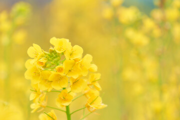 からし菜（アブラナ）の花のクローズアップ