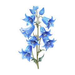 Winter Bluebell Hyacinthoides nonscripta Flower isolated on transparent background