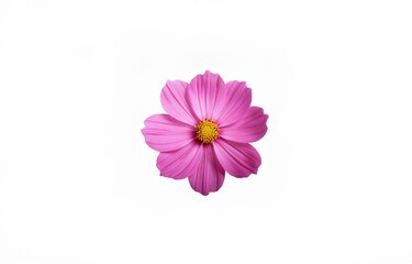 A single pink flower with a yellow center isolated against a white background.