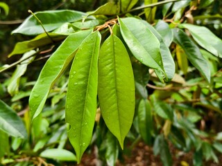 young durian leaves in the morning