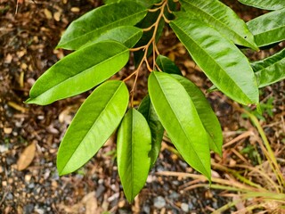 young durian leaves in the morning
