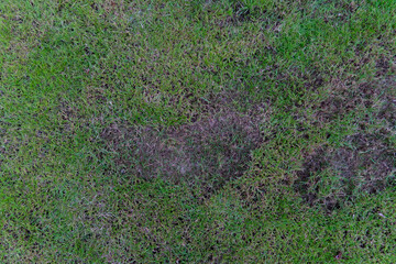 Above view patch of dead or dying grass in a lawn. Affected area from flood is brown and appears to be irregular in shape. Surrounding grass is green and healthy. 