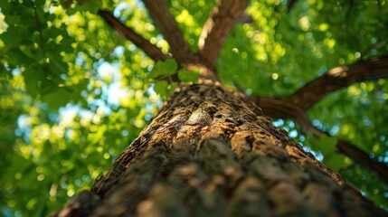 Fototapeta premium tree from the ground looking up, with green leaves during the day