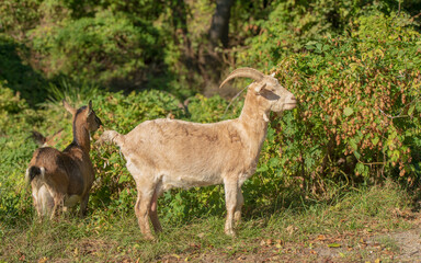 beautiful portraits of goats.beautiful goats brown and white with fur texture in nature