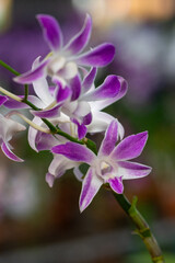 beautiful orchids for a picture beauty, orchid