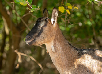 beautiful portraits of goats.beautiful goats brown and white with fur texture in nature