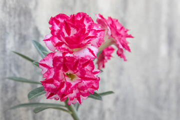 Adenium blossoms featuring bold red and white hues, in a natural background, highlighting the beauty of desert rose plants in tropical climates. Bright pink and white Adenium flowers with lush petals