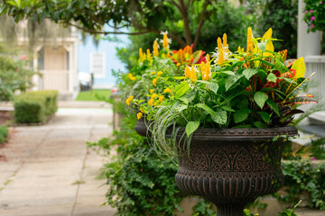 flowers in pots