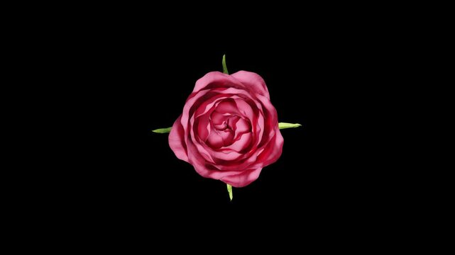 blooming rose animation with alpha channel