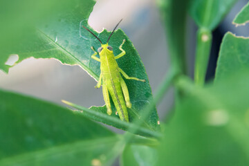 vivid image of a green grasshopper standing on a leaf, symbolizing the beauty and delicacy of nature. Great for biology, entomology content. Green grasshopper on a leaf, in detailed macro photography