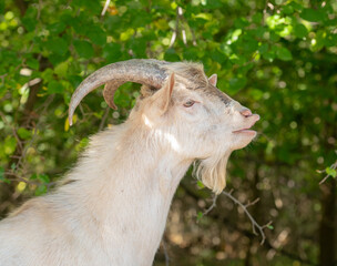 Fototapeta premium beautiful portraits of goats.beautiful goats brown and white with fur texture in nature