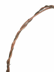 twisted liana vine plant on white background, clipping path