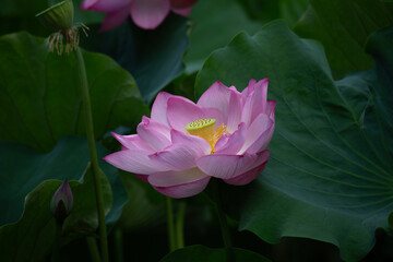 東京都　上野不忍池　満開の蓮の花