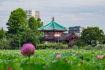東京都　上野不忍池　満開の蓮の花