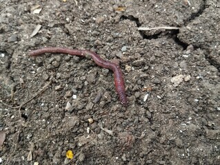 Lumbricina Moniligastrida or Earthworms are walking on the surface of the soil 
