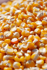 Closeup image of vibrant Golden Corn Kernels, ideal for culinary and agricultural use