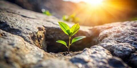 A single sprout pushing through the cracks of a weathered rock face, illuminated by the golden glow of the setting sun.
