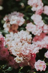 pink and white flowers