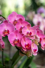 beautiful orchids for a picture beauty, orchid