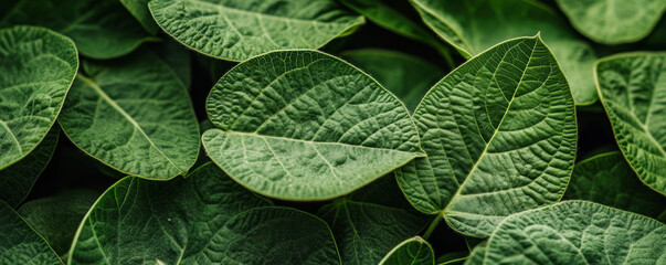 Lush green soybean leaves display intricate veins and textures, creating vibrant natural pattern. close up view highlights rich details of foliage, evoking sense of vitality and growth
