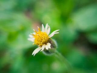 Obraz premium Beautiful Tridax Procumbens Flowers in the Garden