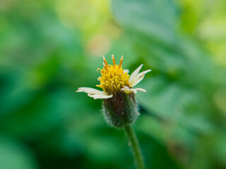 Beautiful Tridax Procumbens Flowers in the Garden