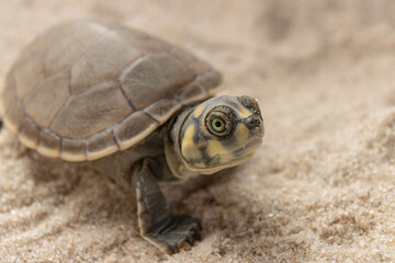 Taricayas or Amazon river turtles, are aquatic turtles that live in the rivers of the Amazon, photos of small taricayas born on beaches