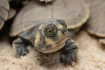 Taricayas or Amazon river turtles, are aquatic turtles that live in the rivers of the Amazon, photos of small taricayas born on beaches