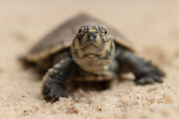 Taricayas or Amazon river turtles, are aquatic turtles that live in the rivers of the Amazon, photos of small taricayas born on beaches
