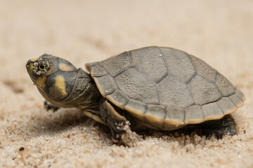 Taricayas or Amazon river turtles, are aquatic turtles that live in the rivers of the Amazon, photos of small taricayas born on beaches