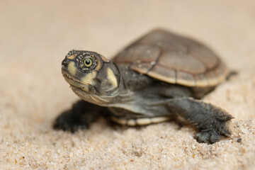 Taricayas or Amazon river turtles, are aquatic turtles that live in the rivers of the Amazon, photos of small taricayas born on beaches