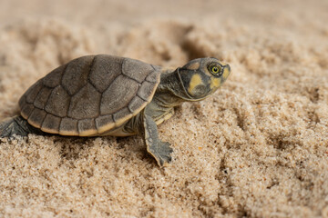 Obraz premium Taricayas or Amazon river turtles, are aquatic turtles that live in the rivers of the Amazon, photos of small taricayas born on beaches