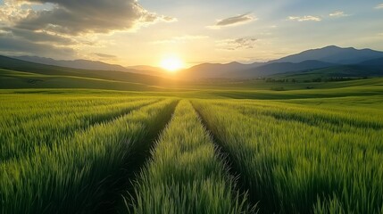 Obraz premium field green grass sunset background ratio young wheat sun rises two mountains warm bright white stunning large format immaculate rows crops full malt