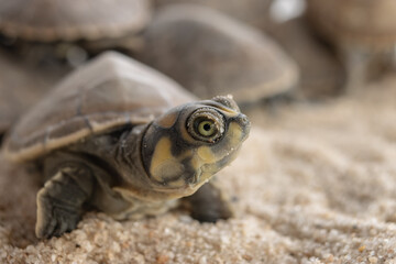 Taricayas or Amazon river turtles, are aquatic turtles that live in the rivers of the Amazon, photos of small taricayas born on beaches