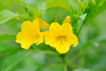 Trumpet vine, Yellow bell or Yellow elder or Tecoma stans and yellow flower