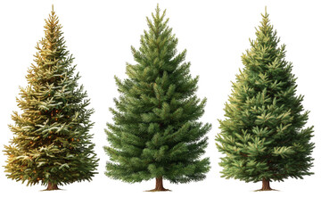 Three Christmas Trees: Festive Evergreens for the Holidays