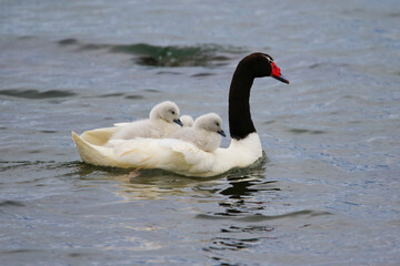 Black-necked swan swimming in Puerto Natales in the waters of the Admiral Montt Gulf, Patagonia, Chile, Magallanes and Antartica Chilena Region