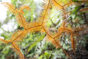 close up of a fern
