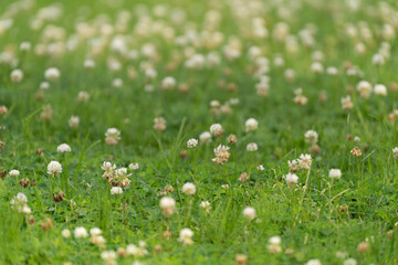 Fototapeta premium grass and flowers