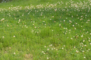 grass and flowers