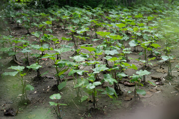 Taro