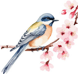 Watercolor illustration of a Bird on a blossoming branch of sakura drawing by hand isolated on white background. Spring vector illustration for background, poster, banner, greeting card and over