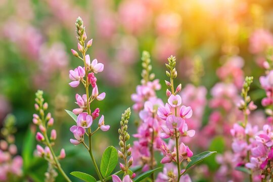 Light pink color flowers of Desmodium or tick clover Aerial view