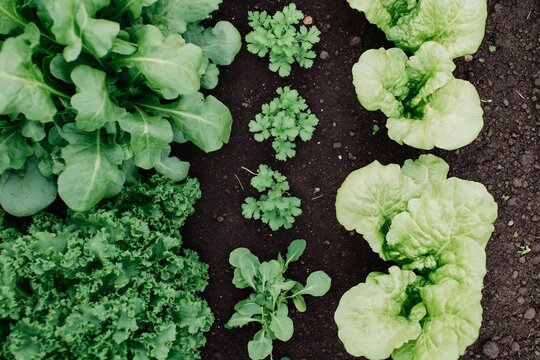 Aienhanced sustainable farming where machine learning algorithms optimize crop rotation intercropping strategies improving soil health and biodiversity