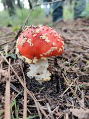 red mushroom in the forest
